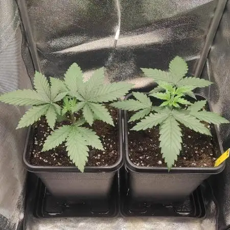 RQS Royal Cheese