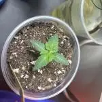 Three random seeds