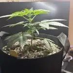 Three random seeds