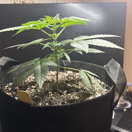 Three random seeds
