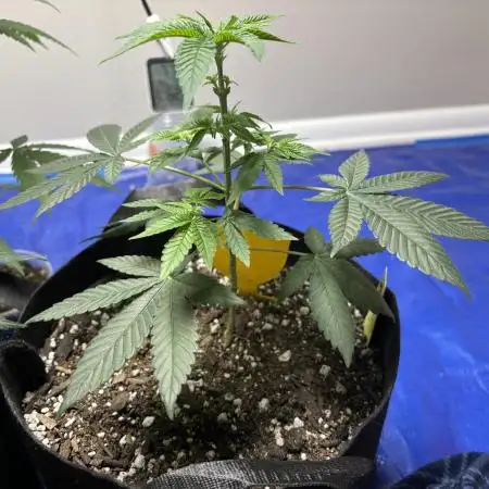 Three random seeds