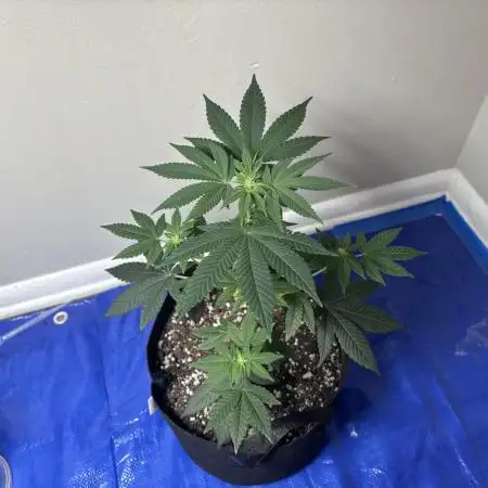Three random seeds