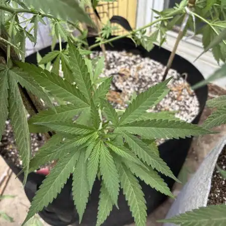 First grows