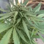 First grows