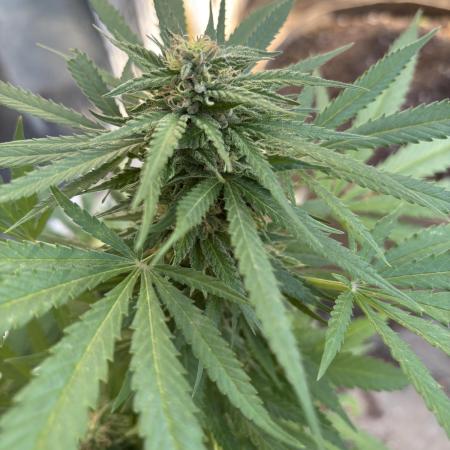 First grows