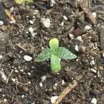Three random seeds