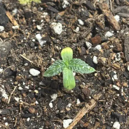 Three random seeds
