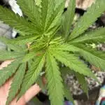 First grows