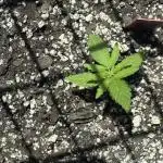 First grows