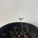 Living soil(In-C_Thailand)
