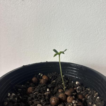 Living soil(In-C_Thailand)