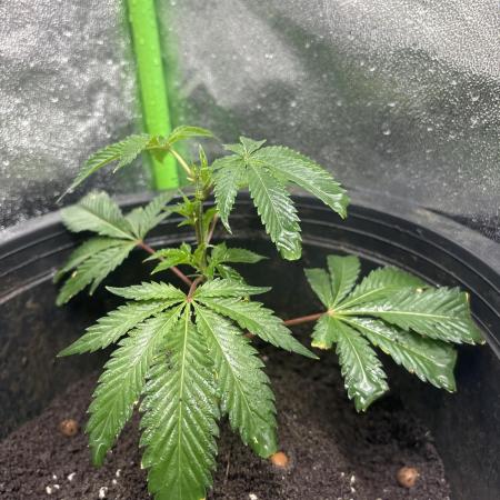 In-C(Organic OG)