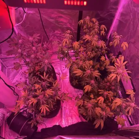 2x strawberry biscotti auto and 2x x-factor auto