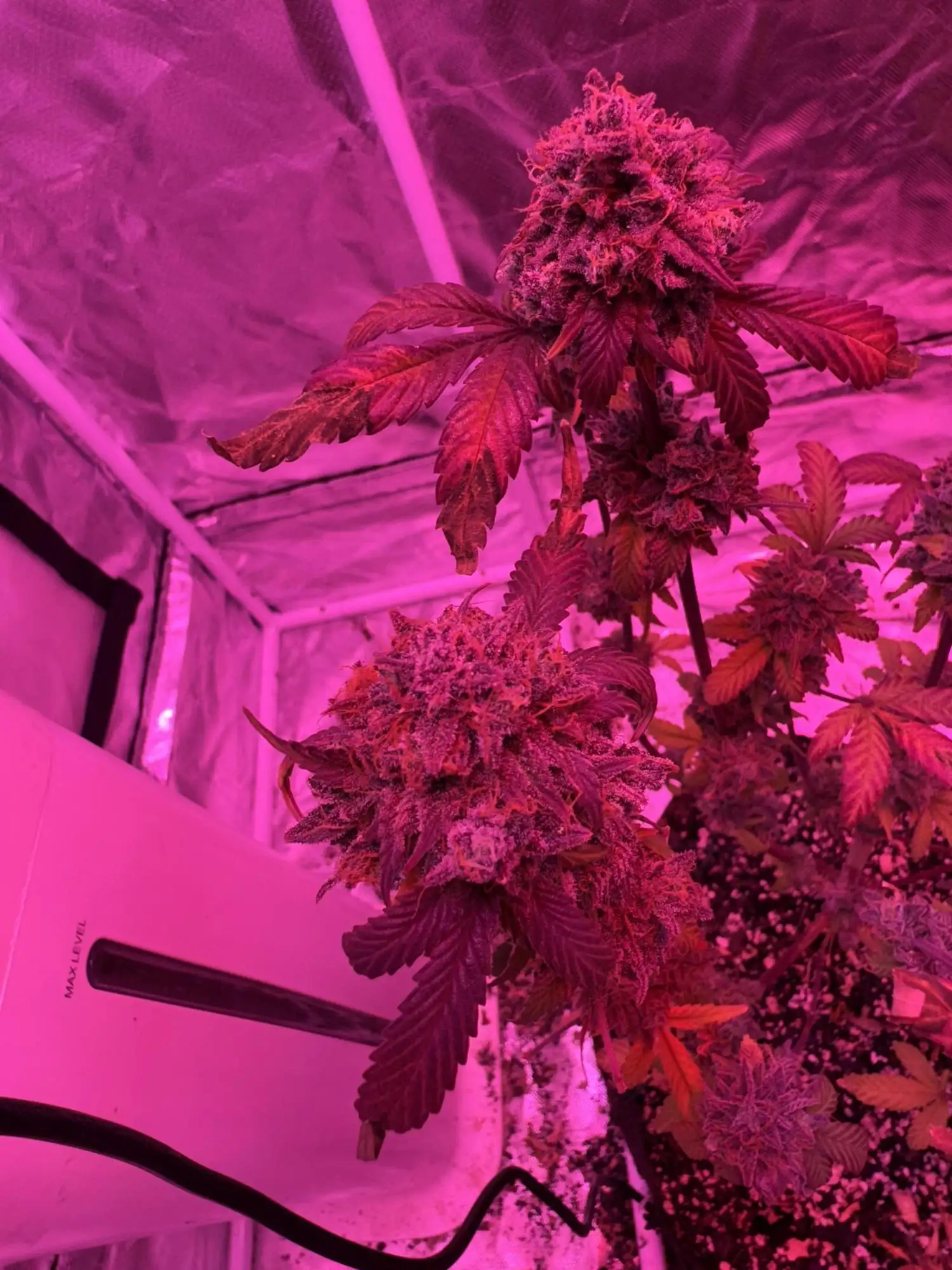 X-Factor Autoflower Seeds by Twenty20 - GrowDiaries