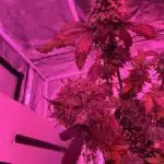 2x strawberry biscotti auto and 2x x-factor auto