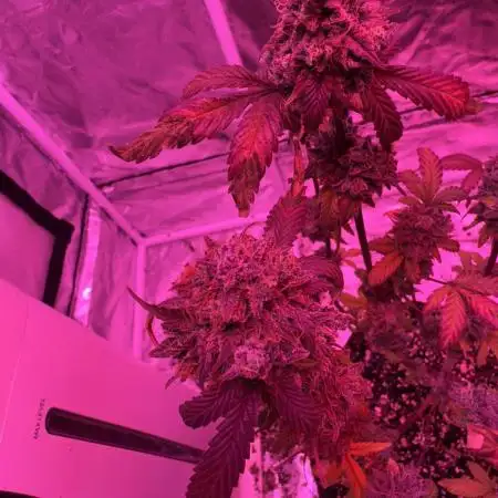 2x strawberry biscotti auto and 2x x-factor auto