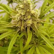 818 headband mid/late flower