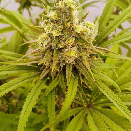 818 headband mid/late flower