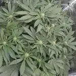 Strawberry nuggets x pink Panama 2x2 tent dwc