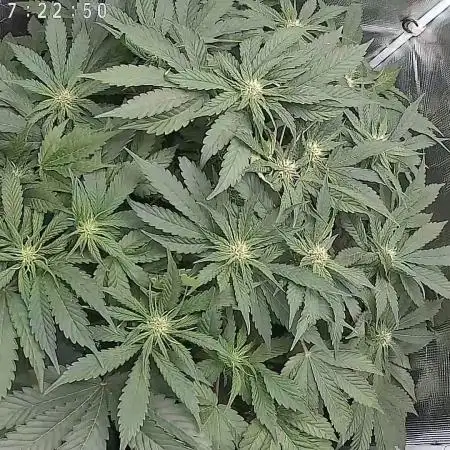 Strawberry nuggets x pink Panama 2x2 tent dwc
