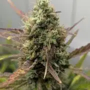 Living Soil Cookies