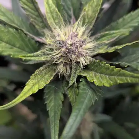 Living Soil Cookies
