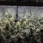 Jack Herer, Sensi Seeds