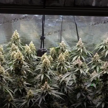 Jack Herer, Sensi Seeds