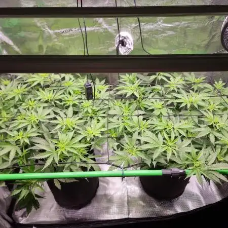 Jack Herer, Sensi Seeds