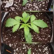 CBD Grow Dutch Passion + Wedding Cake