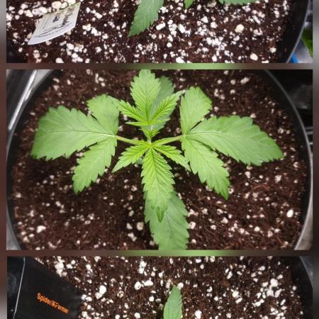 CBD Grow Dutch Passion + Wedding Cake