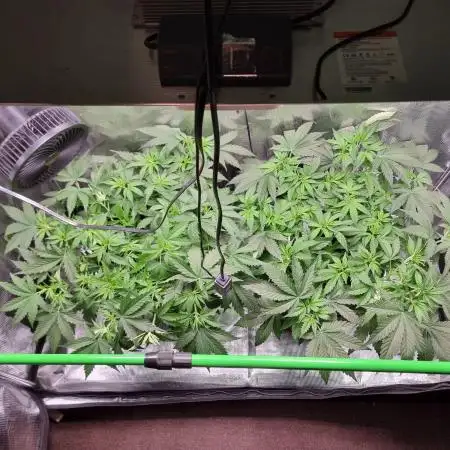 Jack Herer, Sensi Seeds