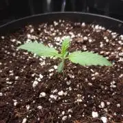CBD Grow Dutch Passion + Wedding Cake