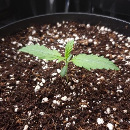 CBD Grow Dutch Passion + Wedding Cake