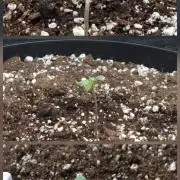 Dutch Passion CBD autoflowers.