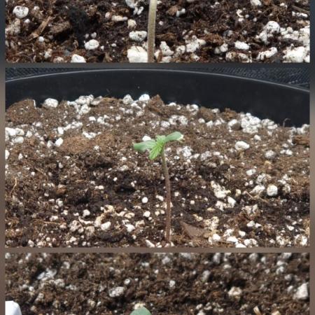 Dutch Passion CBD autoflowers.