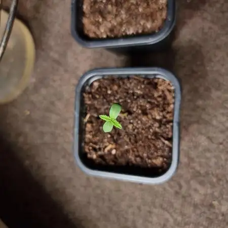 Jack Herer, Sensi Seeds