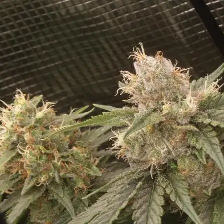Jack Herer, Sensi Seeds