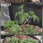 Dutch Passion CBD autoflowers.