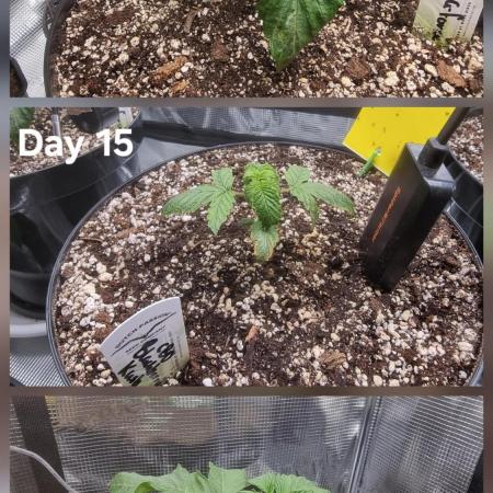 Dutch Passion CBD autoflowers.