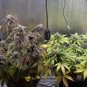 Dutch Passion CBD autoflowers.