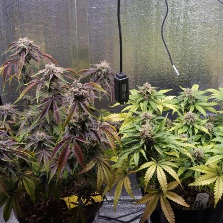 Dutch Passion CBD autoflowers.