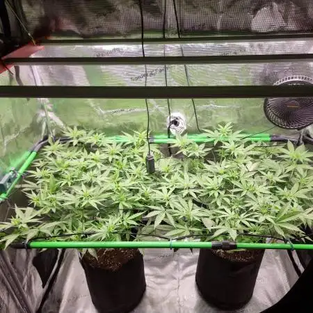 Jack Herer, Sensi Seeds