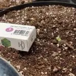 Dutch Passion CBD autoflowers.