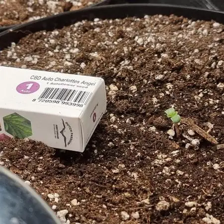 Dutch Passion CBD autoflowers.
