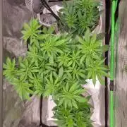 CBD Grow Dutch Passion + Wedding Cake