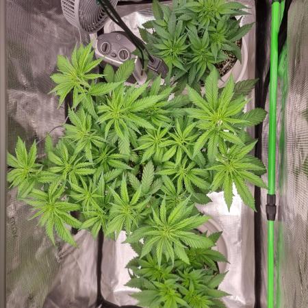 CBD Grow Dutch Passion + Wedding Cake