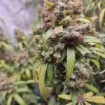 Jack Herer, Sensi Seeds