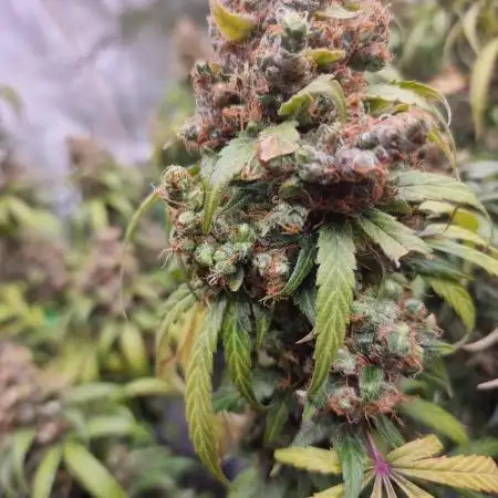 Jack Herer, Sensi Seeds