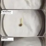 Micro CBD Grow Dutch Passion